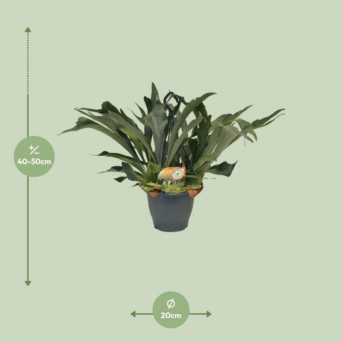 Staghorn varen Platycerium bifurcatum Ø21cm 50cm