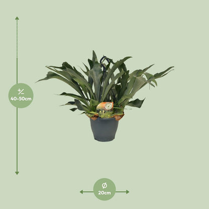Staghorn varen Platycerium bifurcatum Ø21cm 50cm