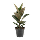 Kamerplant Ficus Robusta 55 cm