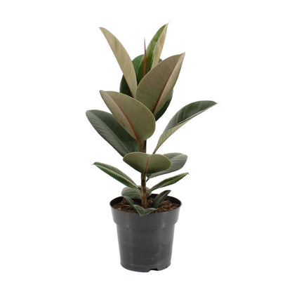 Ficus stevige elastiek - Ø17cm - ↕55cm