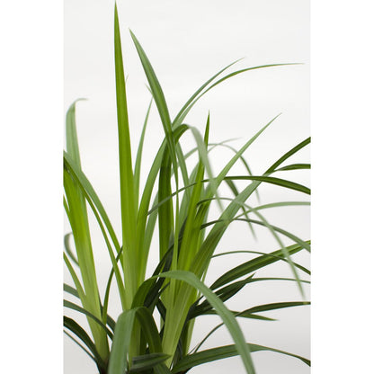 Carex Morrowii Irish Green - Ø19cm - ↕40cm - Ø19 - ↨40cm