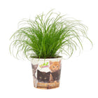 Cyperus Zumula 12 cm - Cup Pet Candy Cat - Ø12cm - ↕23cm