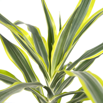 Dracaena Lemon Lime kamerplant Ø17cm ↕40cm