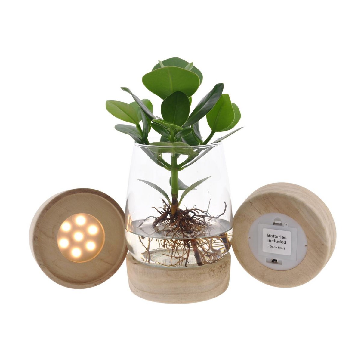 Kamerplant Clusia met LED in Kingston glas