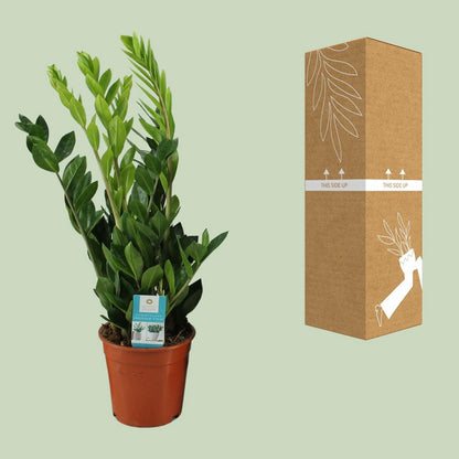 Zamioculcas plant Ø17cm 65cm