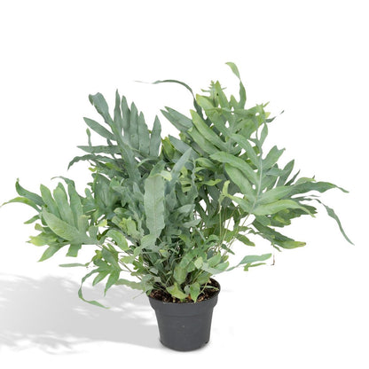 Phlebodium Aureum Blue Star - Blue Star Fern - Ø17cm - ↕50cm