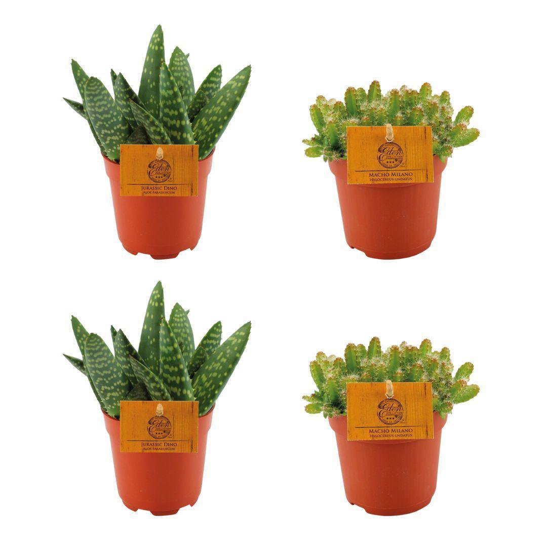 2x Aloe Paradisicum + 2x Hylocereus Undatus - 4 stuks - Ø10,5cm - ↕10cm