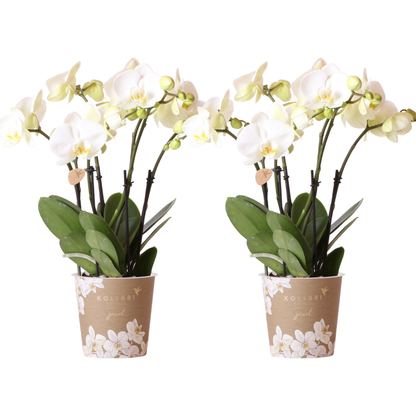 Twee Witte Phalaenopsis Orchideeën | Combi Deal Ø12cm Pot