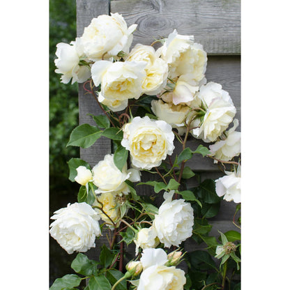 Klimroos 'Vanilla' crème 65 cm