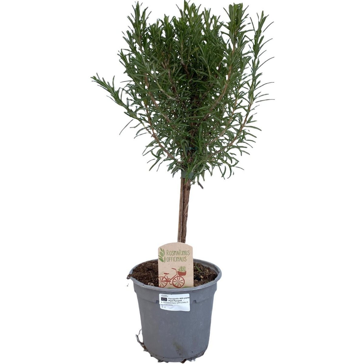 Rosemary 'STANDARD' - Ø14cm - ↕45cm