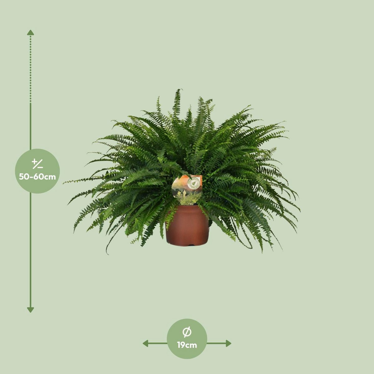 Bostonvaren Nephrolepis Green Lady Ø19cm 60cm