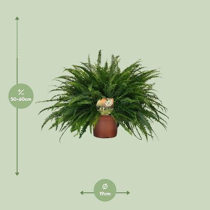 Bostonvaren Nephrolepis Green Lady Ø19cm 60cm