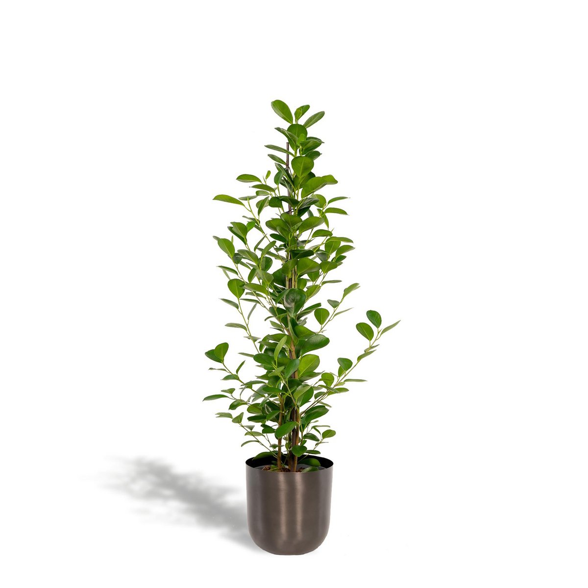 Ficus Microcarpa Moclame Dia 21 Cm Hoogte 95 Cm Met Pot