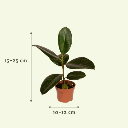 Mix van 10 planten Ø12 cm