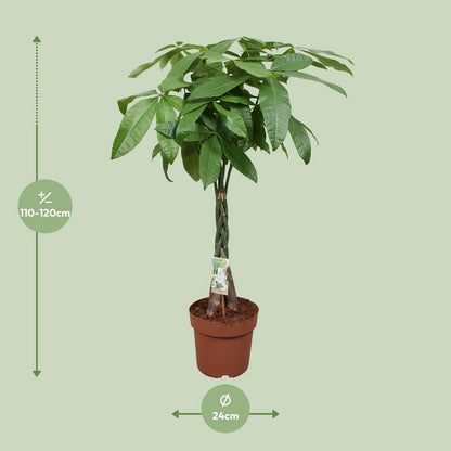 Kamerplant Pachira Aquatica gevlochten stam 120 cm