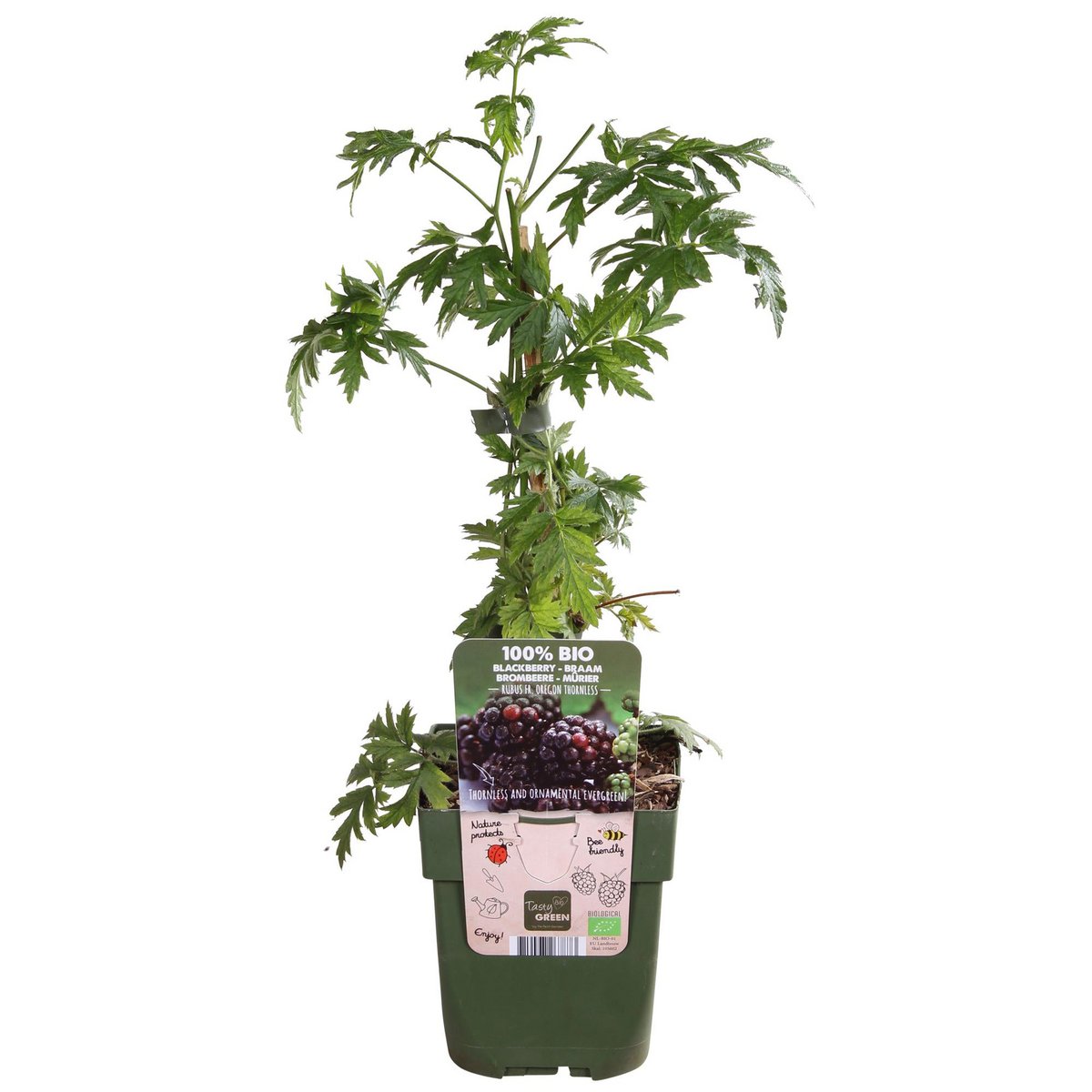 Rubus fruticosus 'Thornless Evergreen' - Doornloze Braam - Ø13cm - ↕45cm
