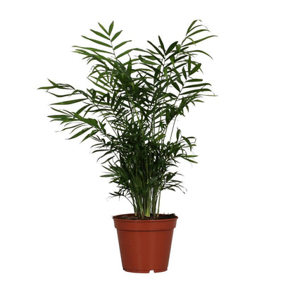 Kamerplant Chamaedorea elegans Ø17cm ↕55cm