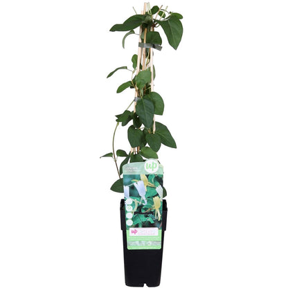 Kamperfoelie Lonicera japonica 'halliana' Ø15cm 65cm