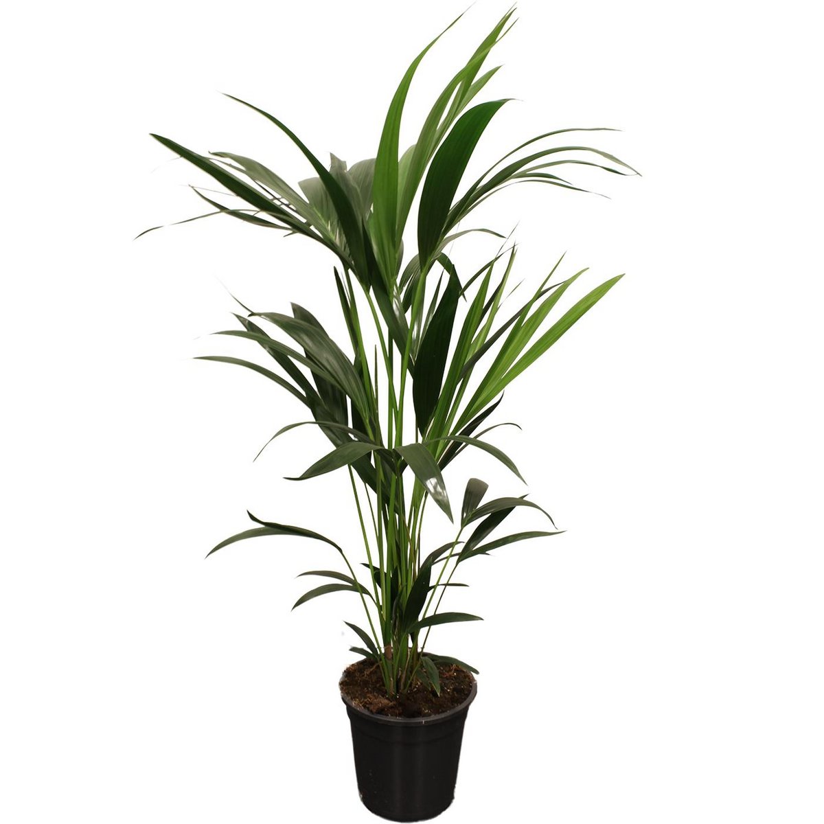 Kentia palm 100-120 cm 5 pit Ø21 cm