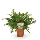 Varens plant Ø12cm 30cm