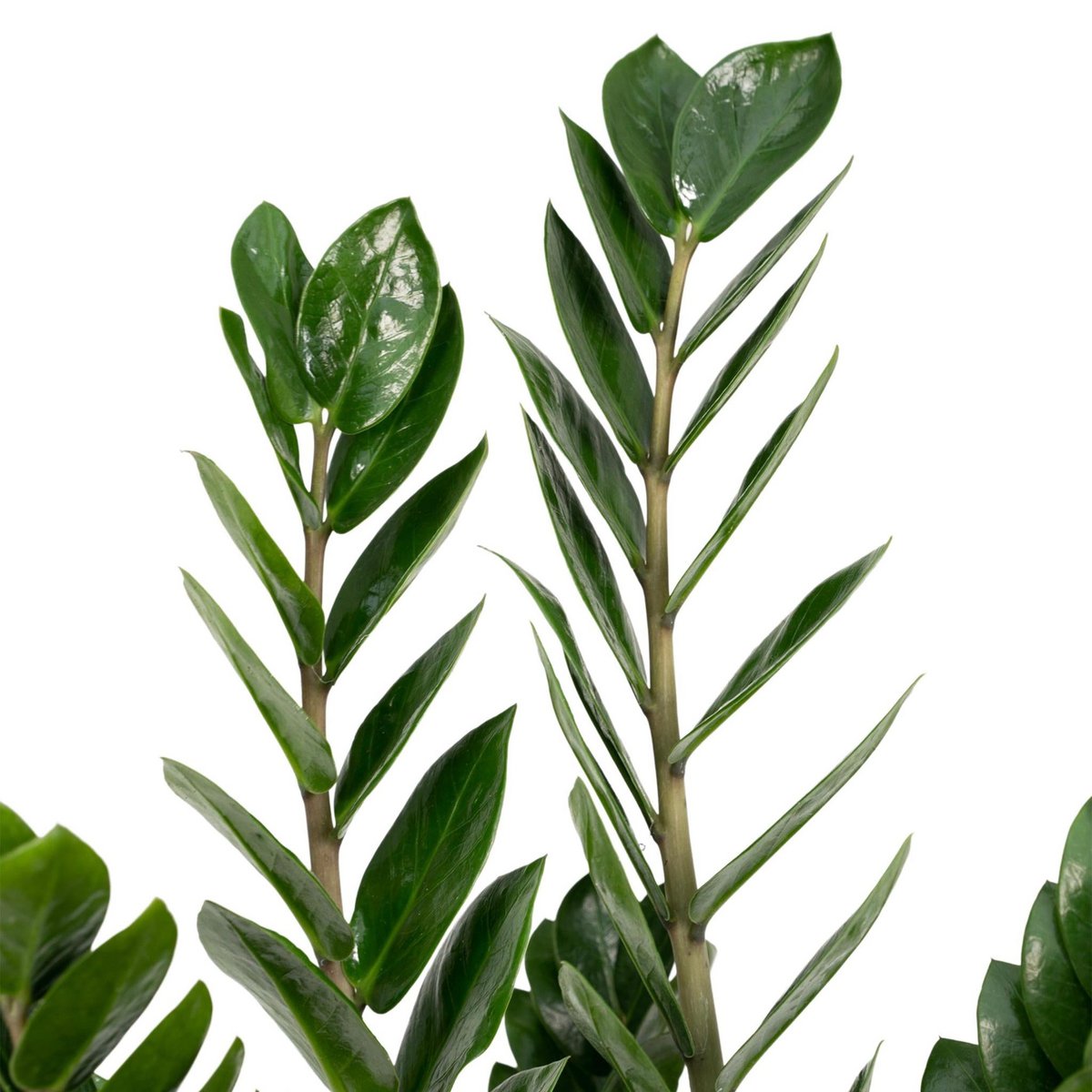 Zamioculcas Zamiifolia kamerplant Ø14cm ↕50cm