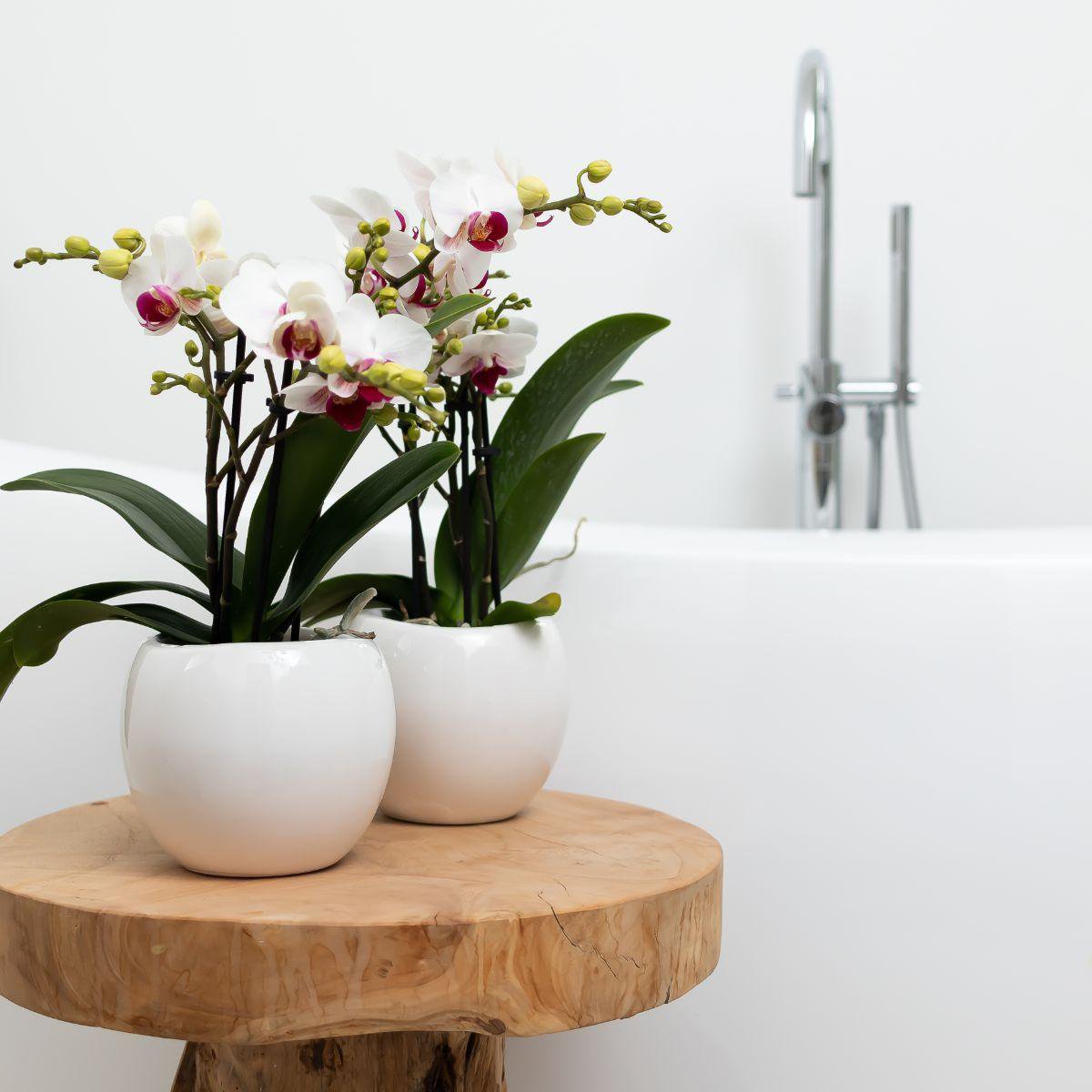 Bloempot keramiek wit Ø6 cm