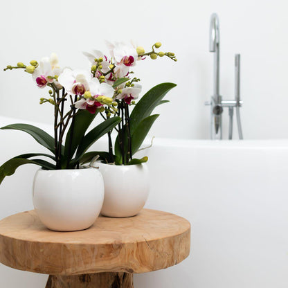 Bloempot keramiek wit Ø6 cm