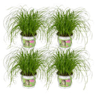Kattengras 4 stuks ø12cm 20cm