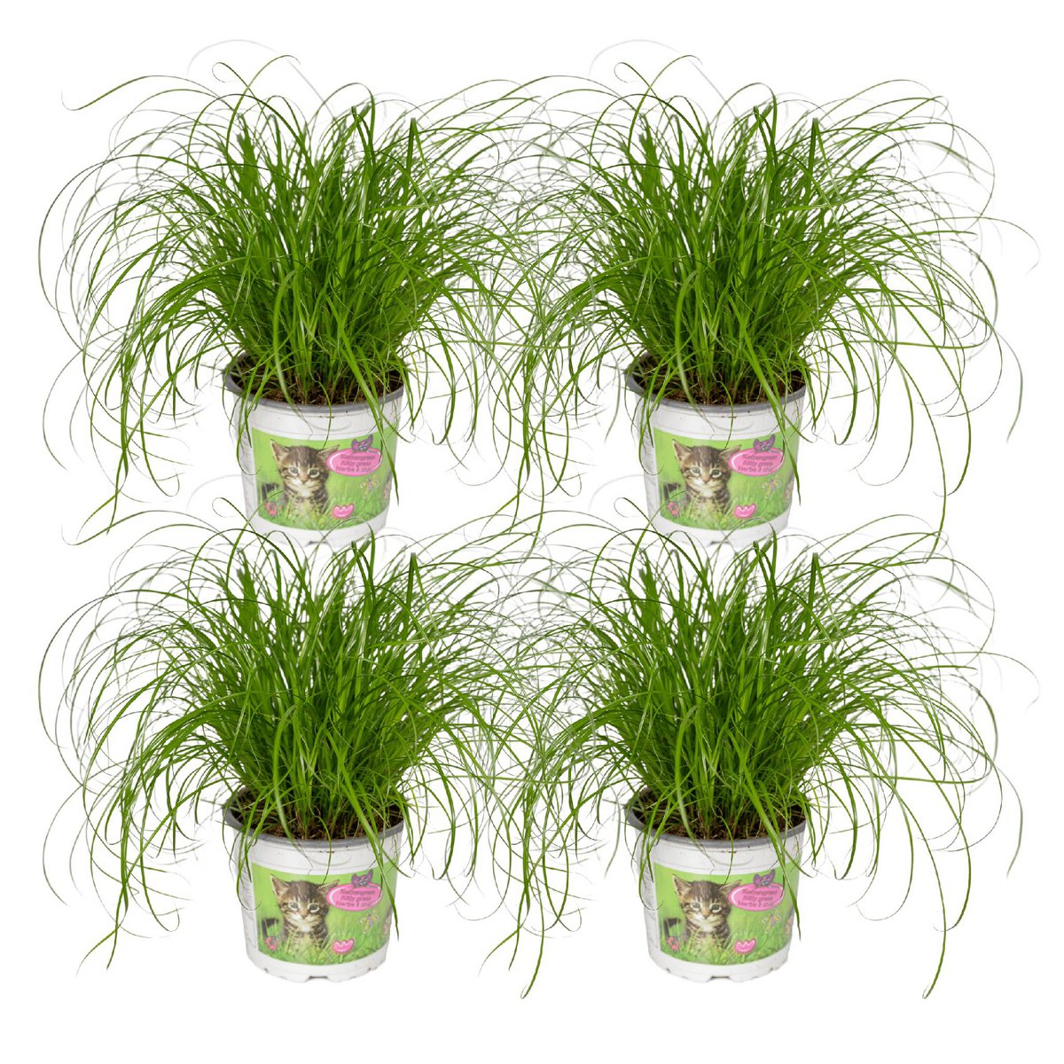 Kattengras 4 stuks ø12cm 20cm