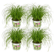 Kattengras 4 stuks ø12cm 20cm