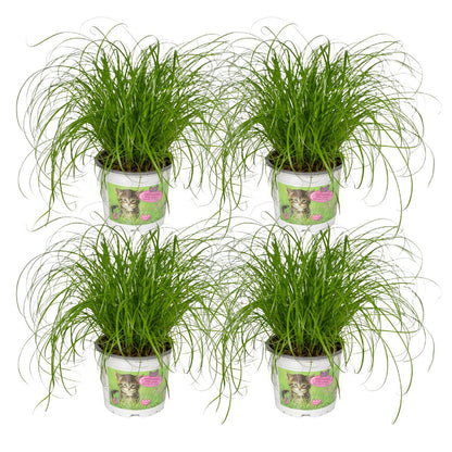 Kattengras 4 stuks ø12cm 20cm