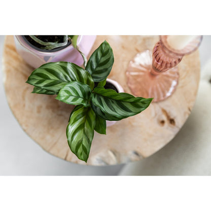Calathea kamerplant Ø9 cm