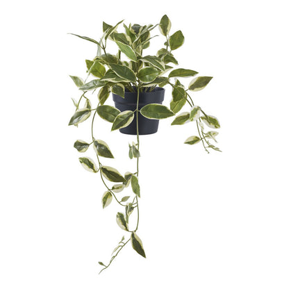 Kunstplant Hoya Carnosa groen wit 33 cm