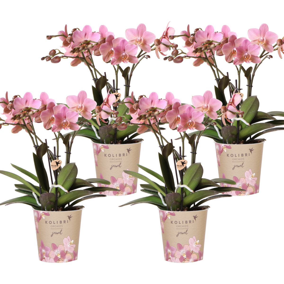 Phalaenopsis Orchideeën Oudroze (4 Stuks) | Pot Ø12cm