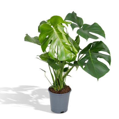 Kamerplant Monstera Deliciosa Ø21cm 65cm