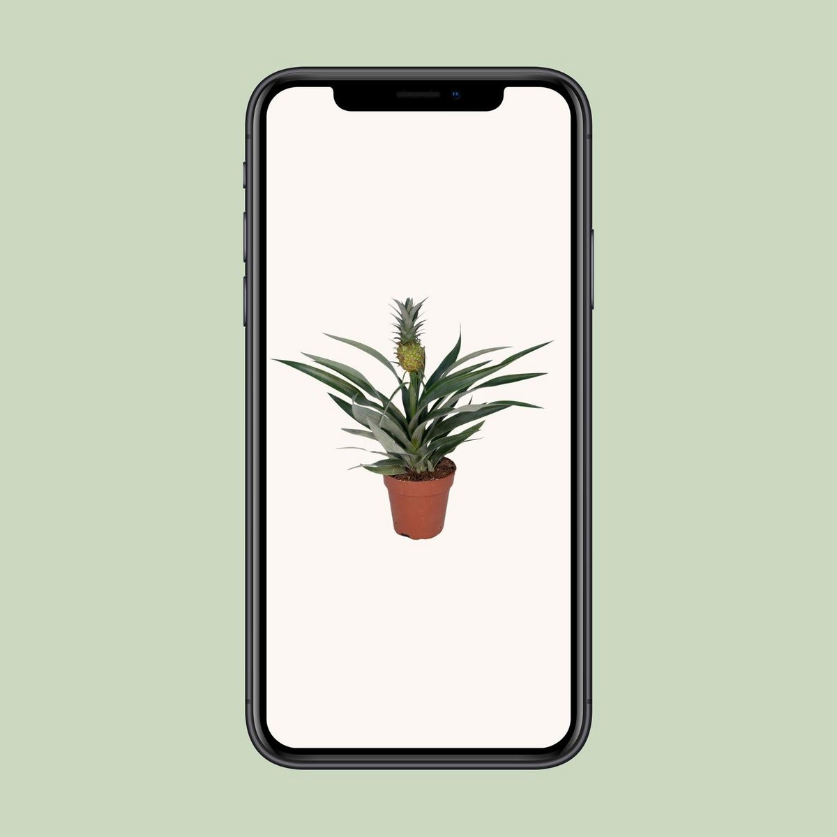 Bromelia Ananas plant Ø12cm ↕30cm