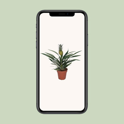 Bromelia Ananas plant Ø12cm ↕30cm