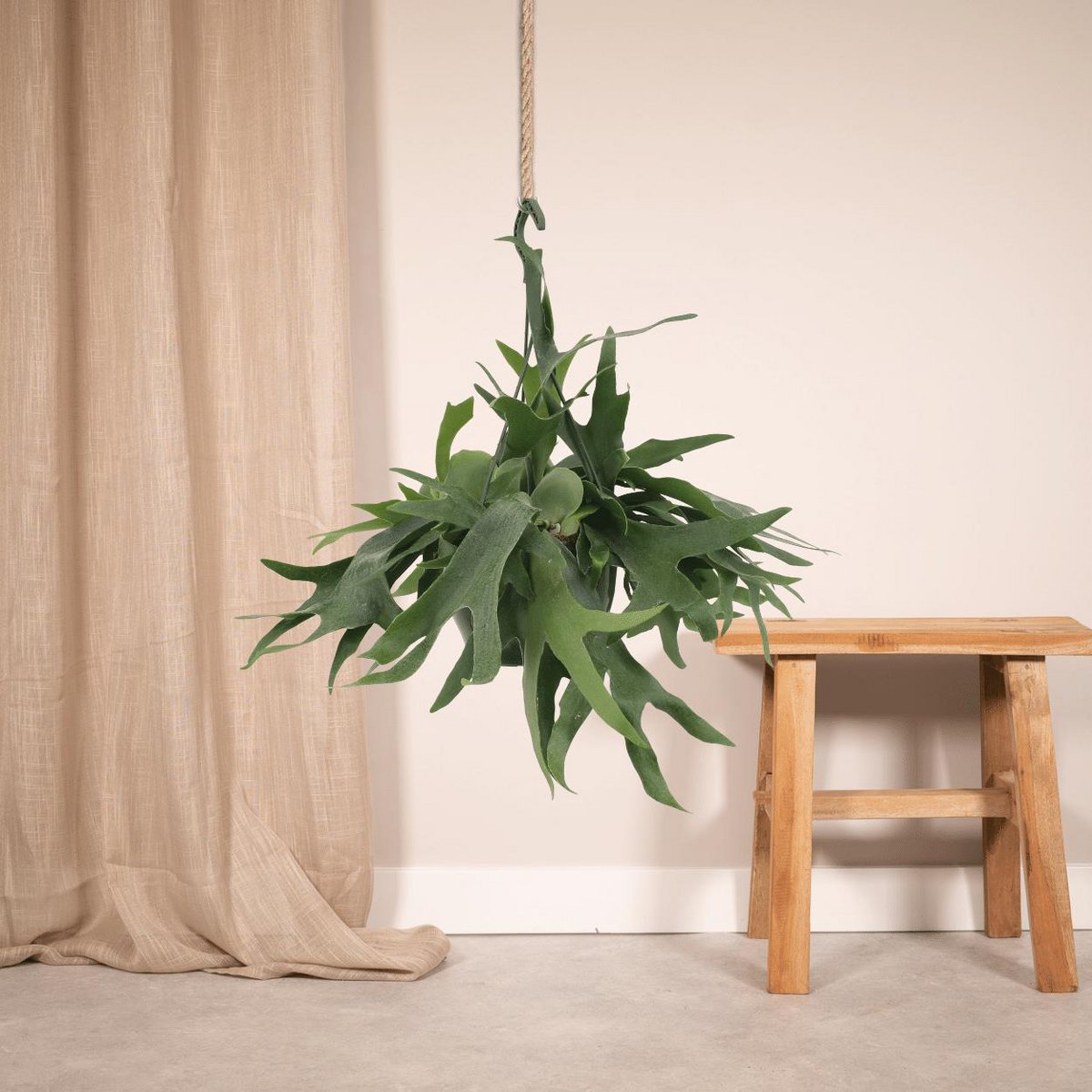 Hertshoornvaren hangend Ø21x50 cm groen