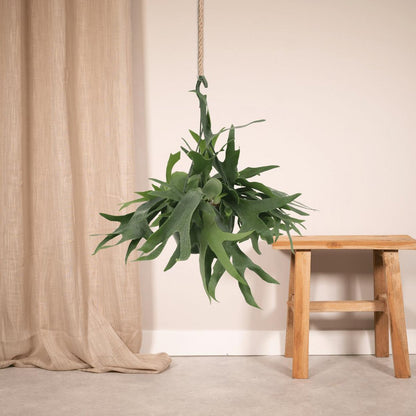 Hertshoornvaren hangend Ø21x50 cm groen