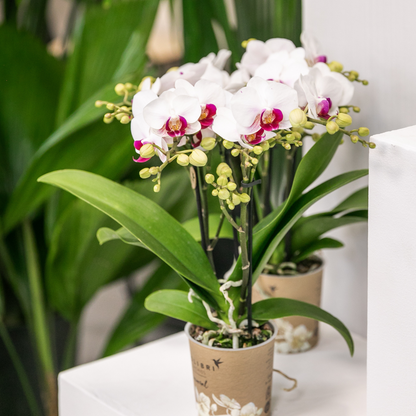 Witte Phalaenopsis orchidee Ø9 cm 2-3 takken
