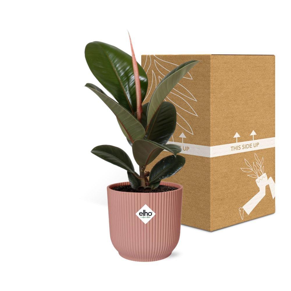 Ficus Elastica Robusta kamerplant 14cm roze pot