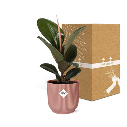Ficus Elastica Robusta kamerplant 14cm roze pot