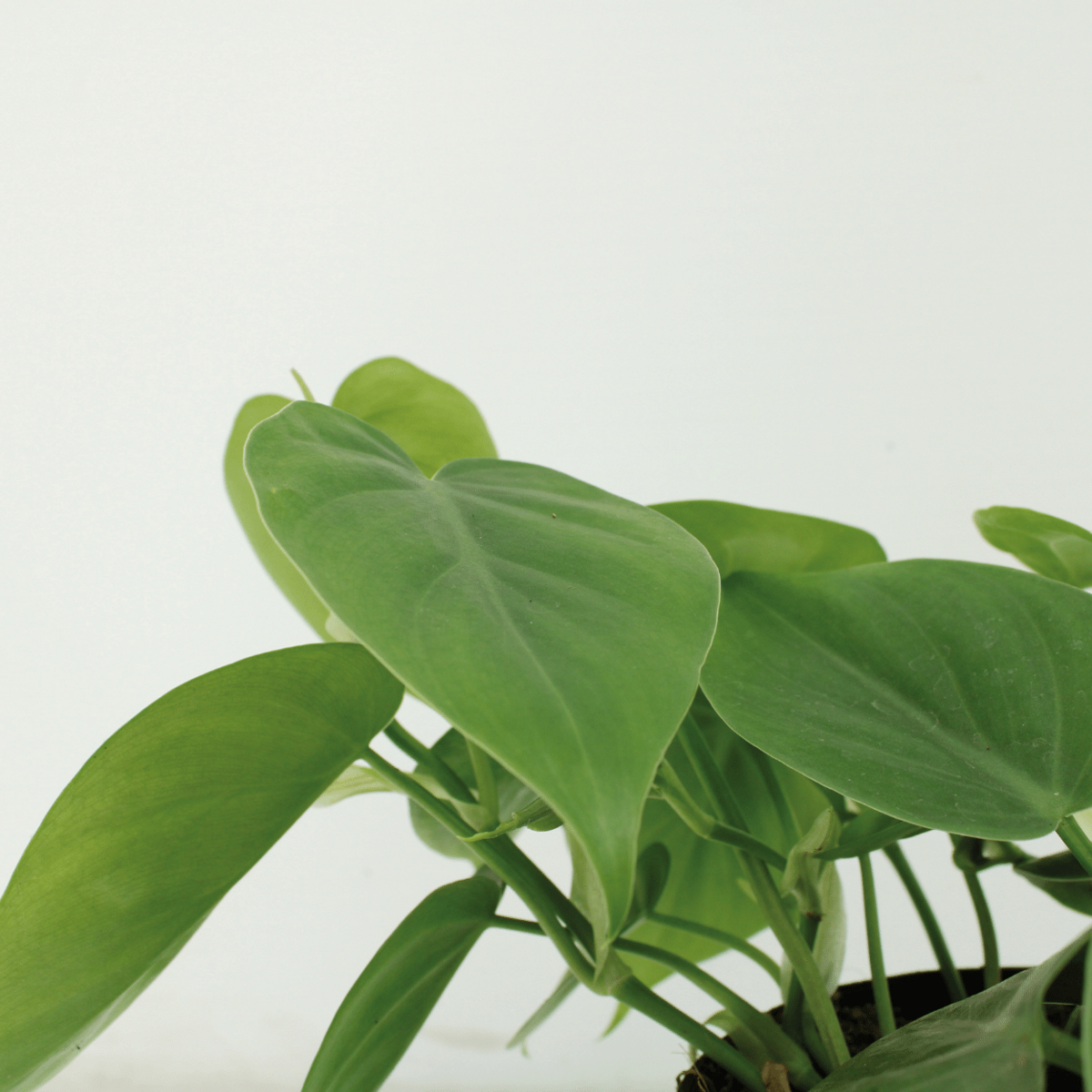 2x Philodendron klimplant Ø12 cm