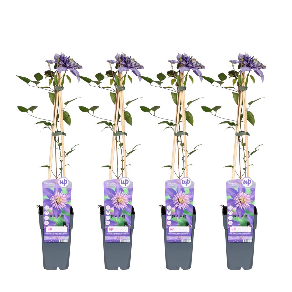 4x - Clematis multi-blue - ↨65cm, Ø15