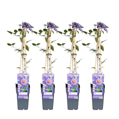 4x - Clematis multi-blue - ↨65cm, Ø15