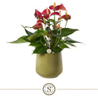 Anthurium plant met keramieken pot London 16 cm