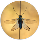 Muurcirkel insect Dibond/Forex Ø12-40 cm