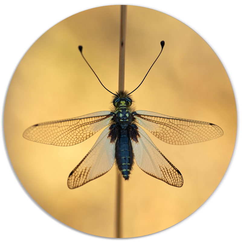 Muurcirkel insect Dibond/Forex Ø12-40 cm