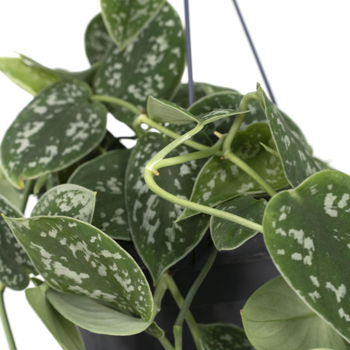Scindapsus Pictus Trebie plant Ø15cm ↕25cm
