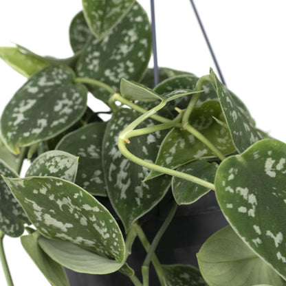Scindapsus Pictus Trebie plant Ø15cm ↕25cm